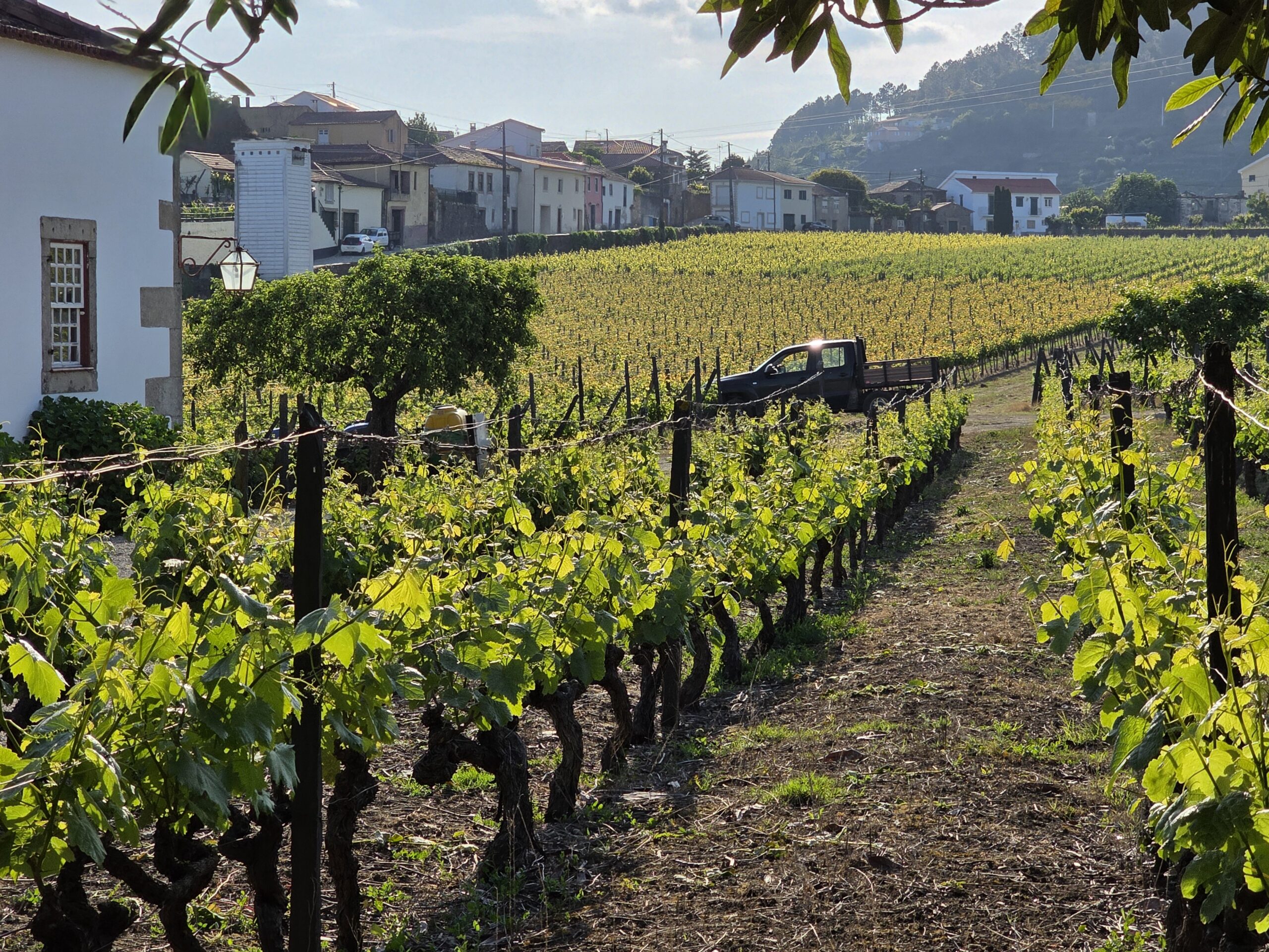 Accommodation vineyard