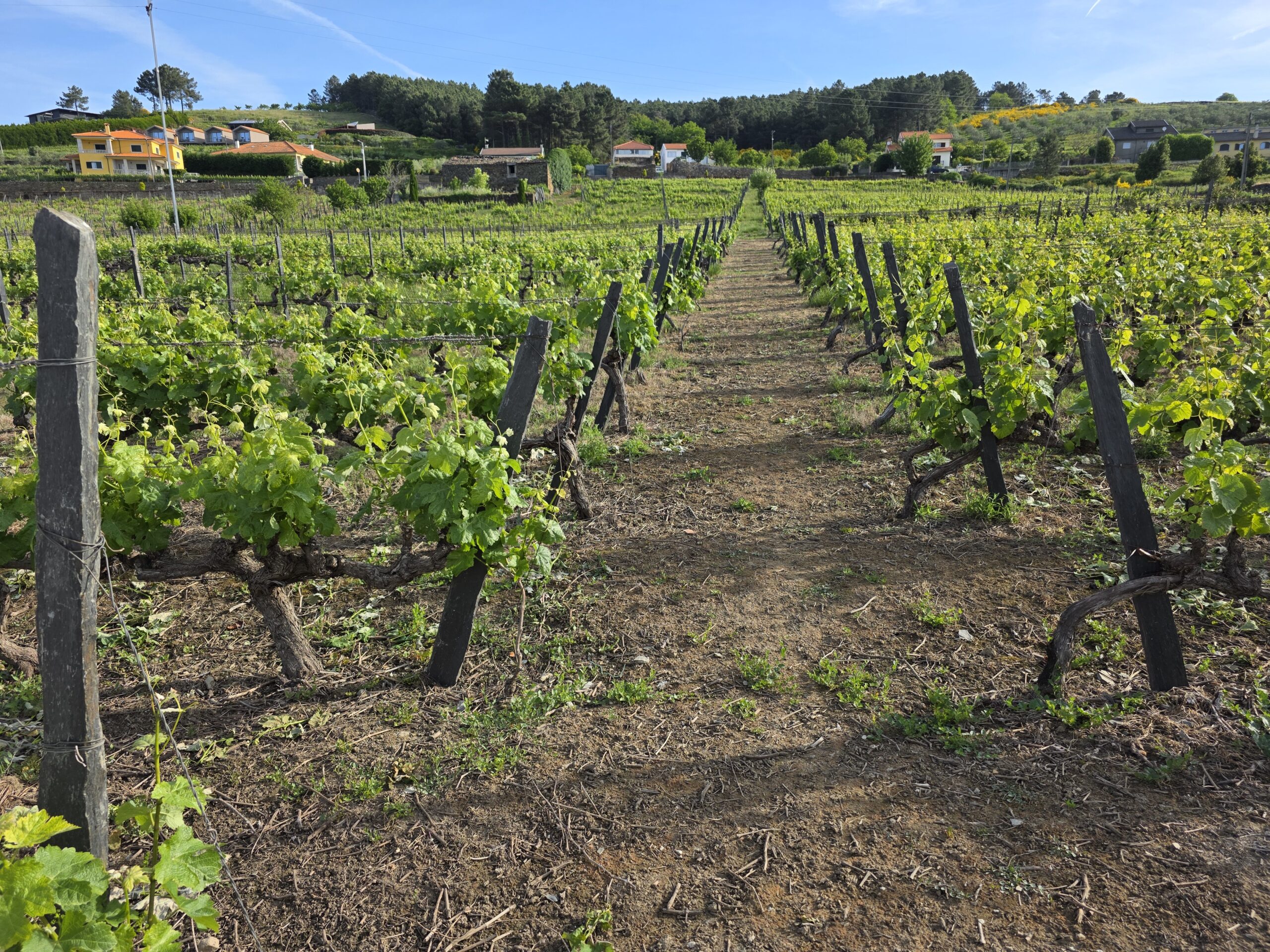 Vineyard