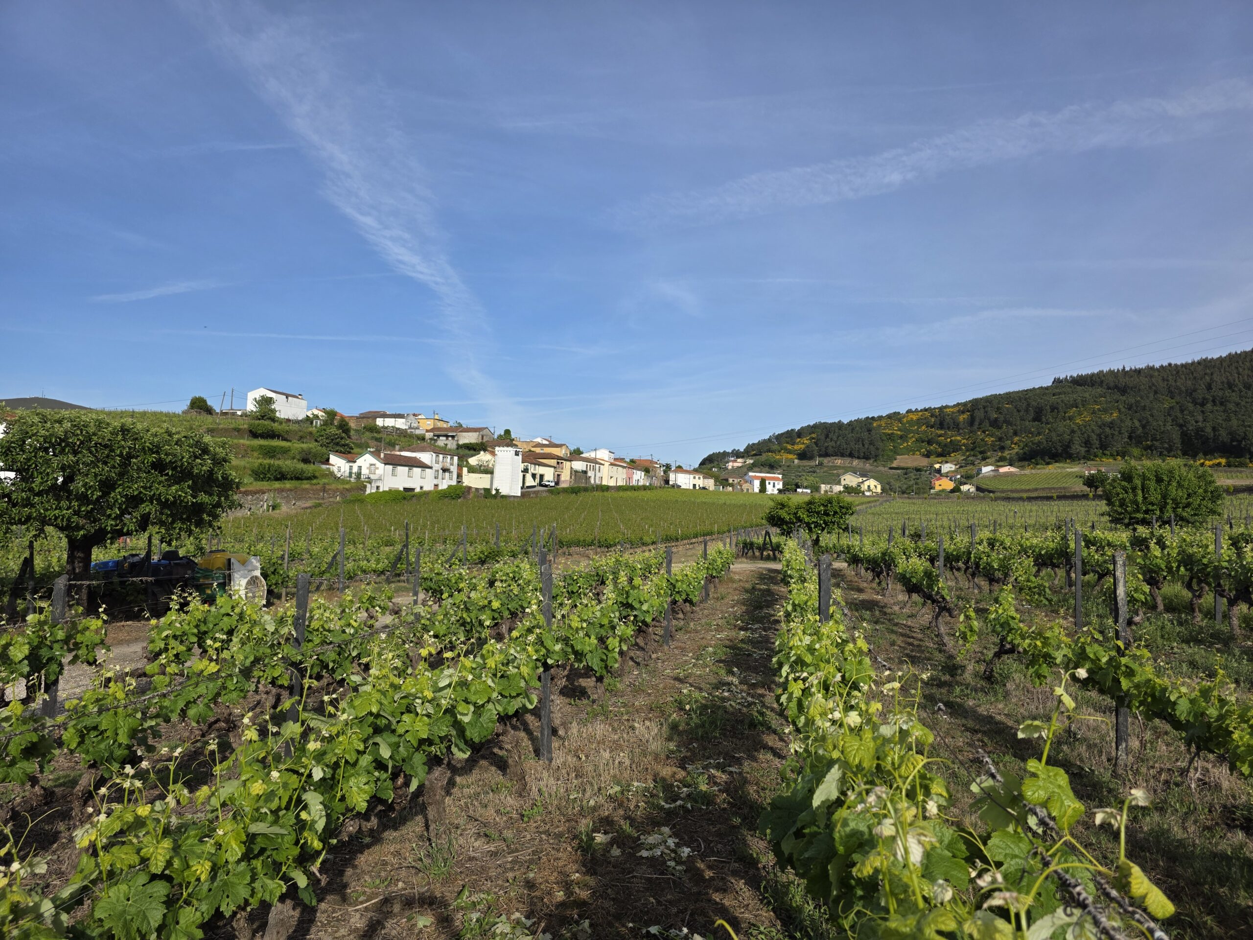 Vineyard