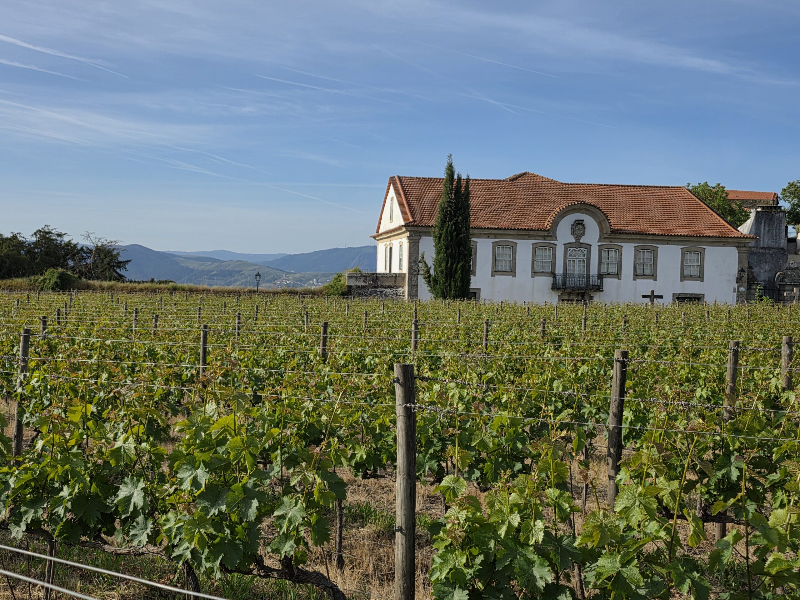 Accommodation vineyard