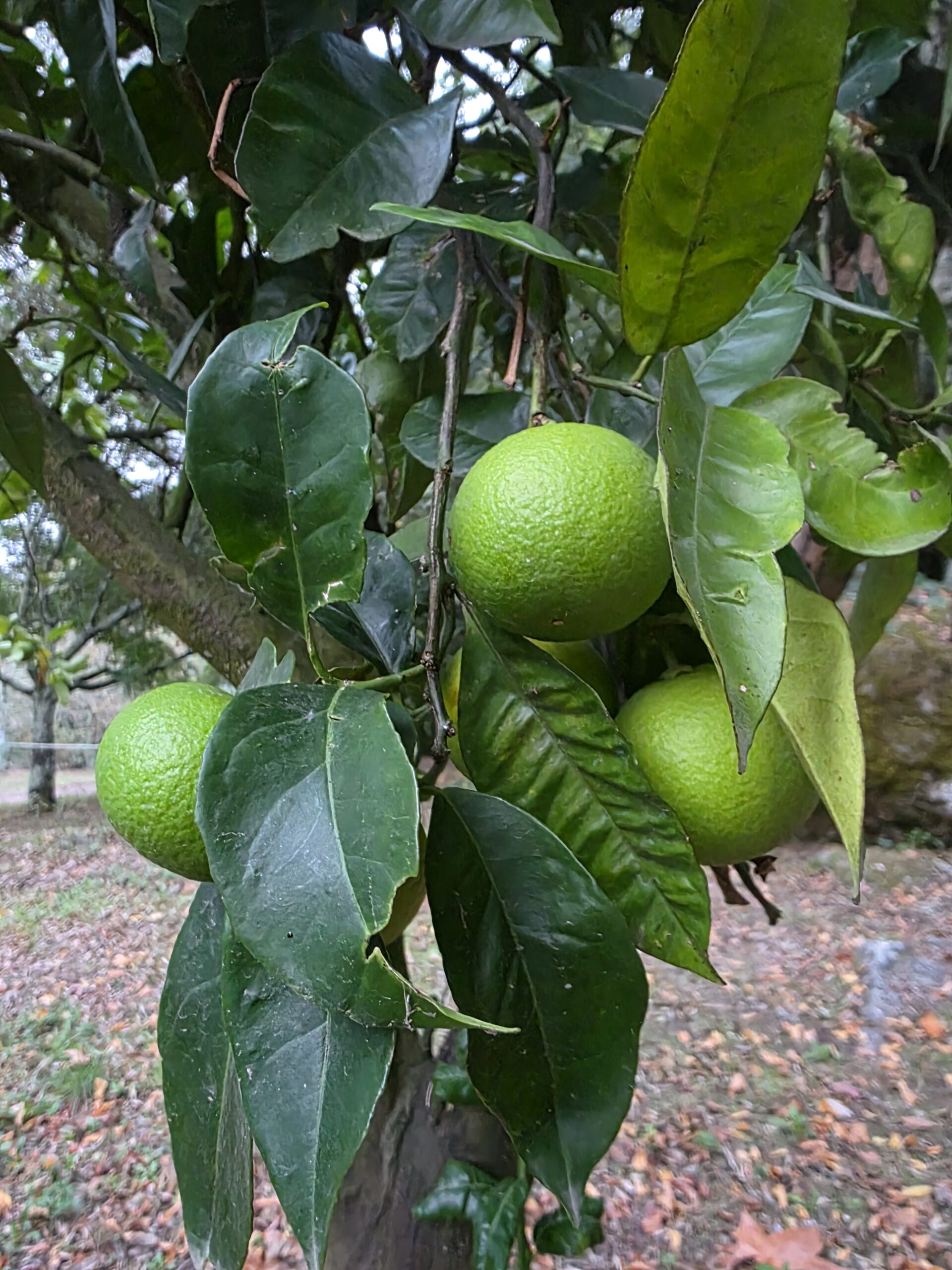 Fresh lemons