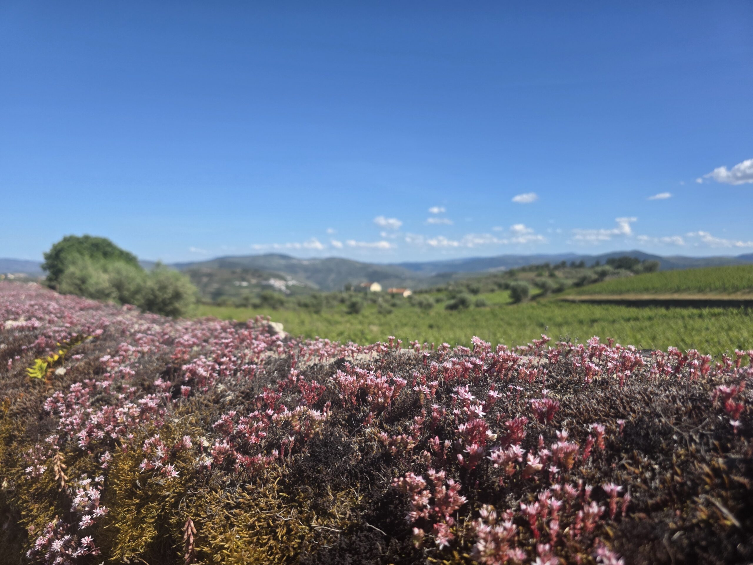 Douro Tour