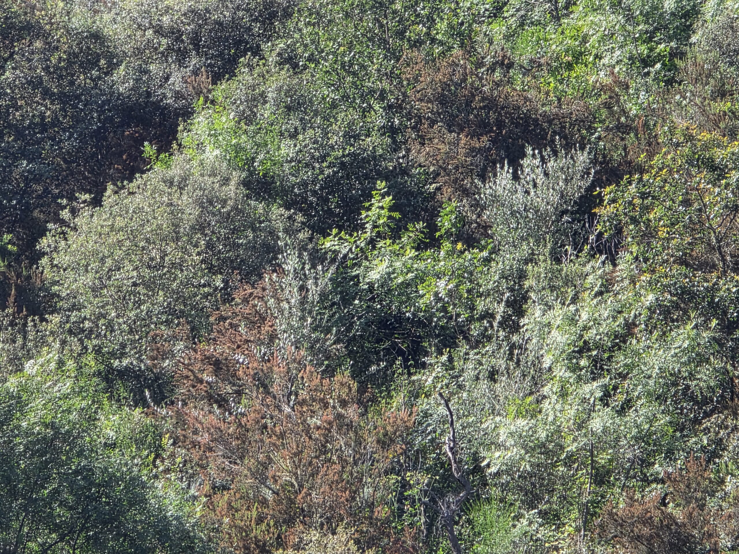 Douro Birds